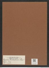 Euodia barbadensis Grev. (de-Toni-Nr.: Genus 210, Species 5282) Zeichnungen Sammlung Grunow Mappe 05045 (Herbarium_W_Grunow_drawings_Folder_05045)